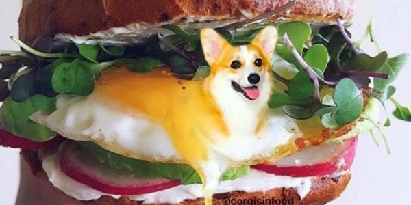 Corgi in sandwich