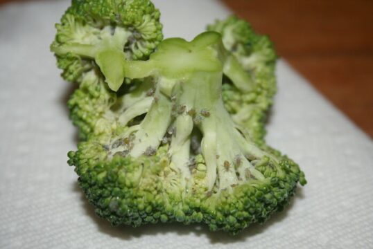 Broccoli met beestjes