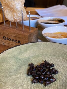 Chicatanas mieren bij Oaxaca
