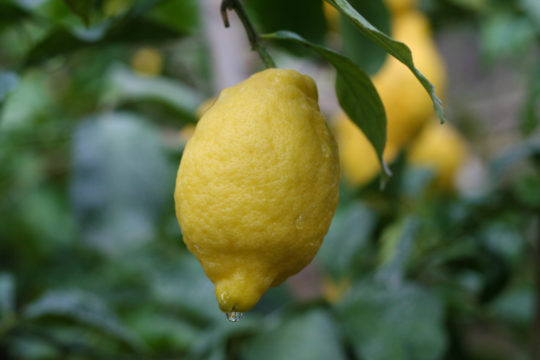 Sorrento citroen