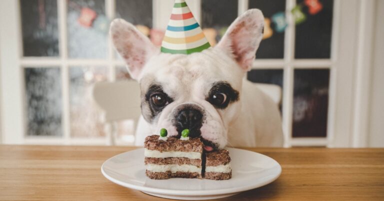 OMG: deze heerlijke hondentaart wil je echt maken voor de verjaardag van je hond
