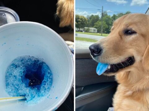 Hond blauw ijs