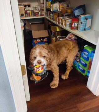 Hond chips