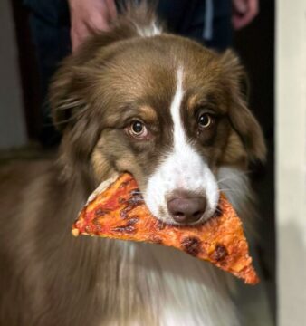 Hond pizza