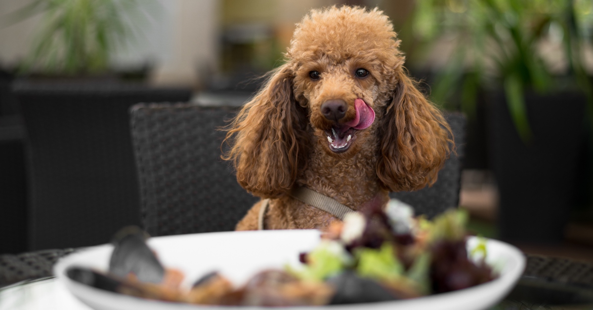 precedent impuls strak Met je hond uit eten? Bij deze restaurants kan het! | FavorFlav