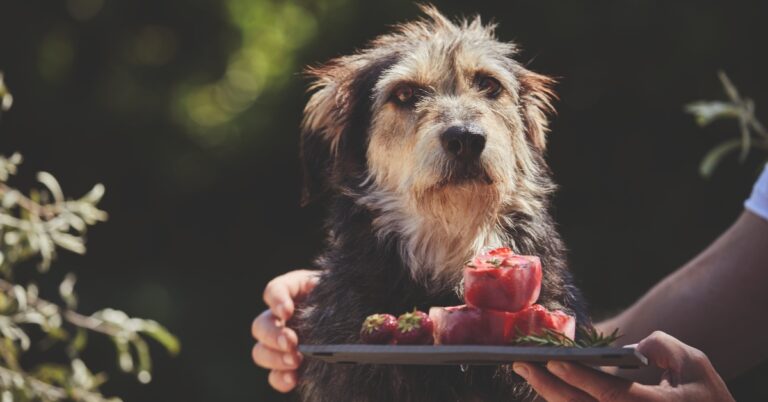 Waf! Zo maak je aardbei-ijsjes voor je liefste hond