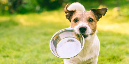 Hondje-Favorflav