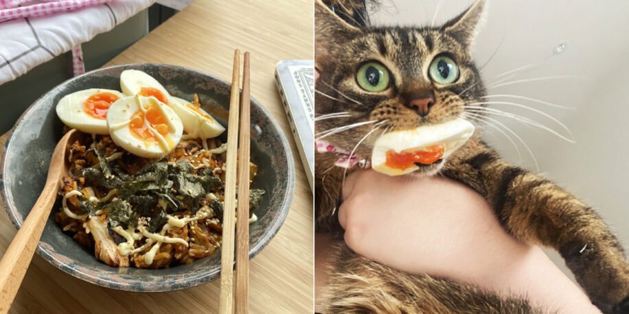Katten zijn niet te zeker niet bij je eten | FavorFlav