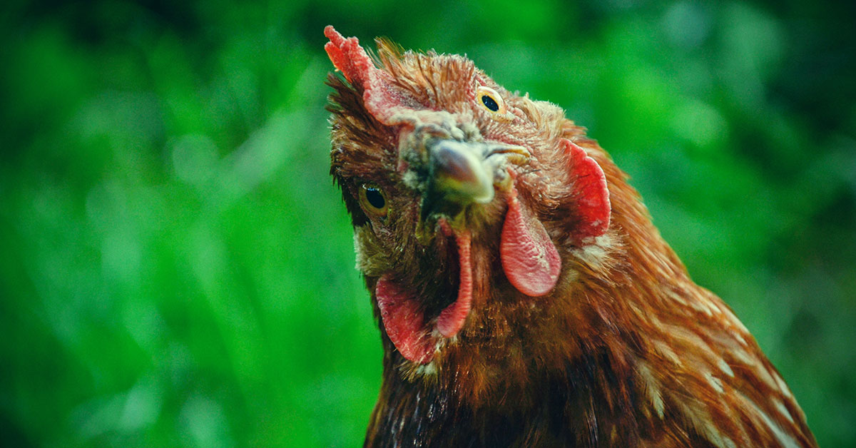 Bizarre: woman thinks she is a chicken