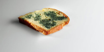 Mugaritz-Favorflav