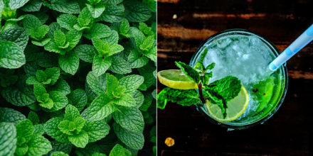 MuntMojito-favorflav