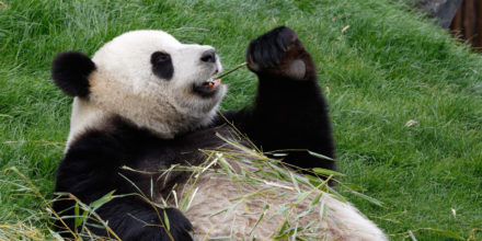 Pandabeer-Favorflav