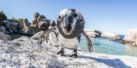 Pinguin