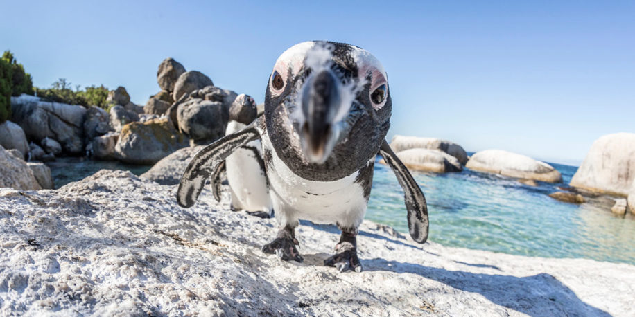 alcohol Tegenstander Sluier Zomaar een vraag: waarom eten we eigenlijk geen pinguïns? | FavorFlav