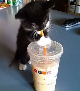 Poes koffie