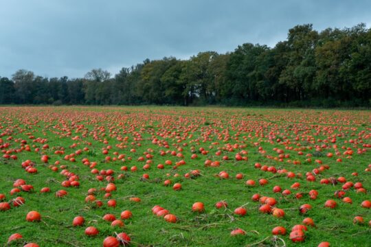 Pompoenenveld