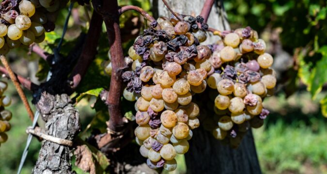 Semillon-druiven-Botrytis