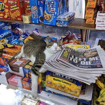 Catena tellen vergaan Deze katten zijn eigenlijk de baas in de supermarkt | FavorFlav