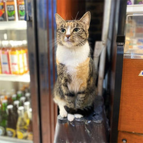 deze-katten-zijn-eigenlijk-de-baas-in-de-supermarkt-favorflav