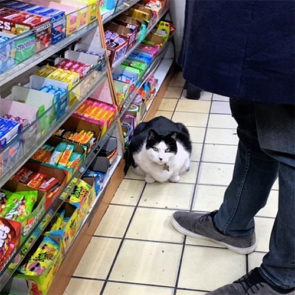 deze-katten-zijn-eigenlijk-de-baas-in-de-supermarkt-favorflav