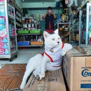 deze-katten-zijn-eigenlijk-de-baas-in-de-supermarkt-favorflav