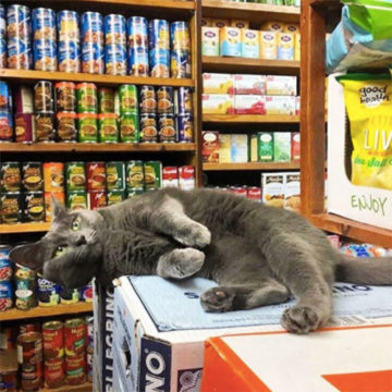 Catena tellen vergaan Deze katten zijn eigenlijk de baas in de supermarkt | FavorFlav
