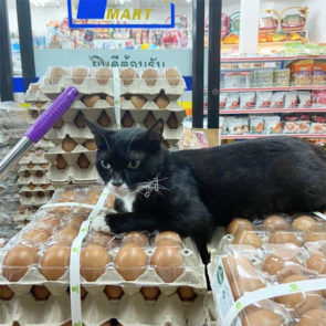 deze-katten-zijn-eigenlijk-de-baas-in-de-supermarkt-favorflav