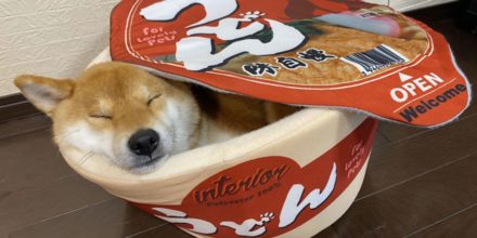 Noodle cup honden