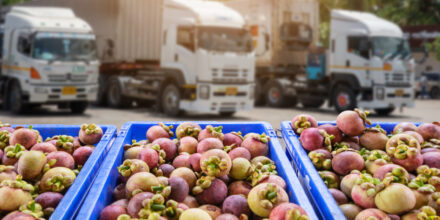 fruit transport