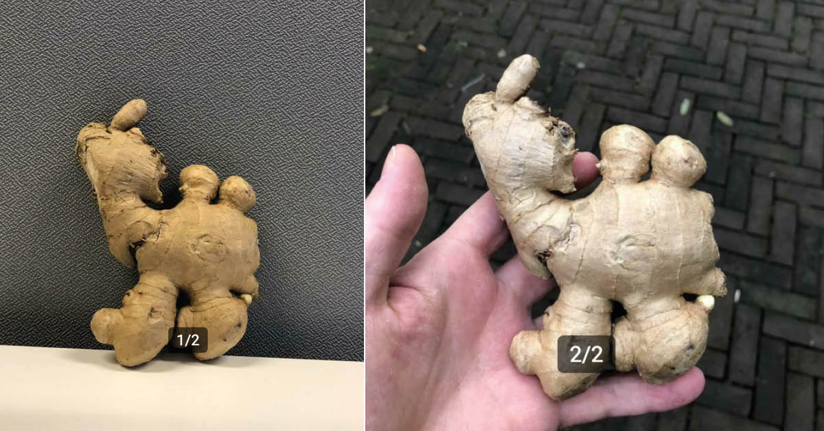 Crazy or brilliant investment? Tens of thousands of euros offered for ginger camel on Marktplaats