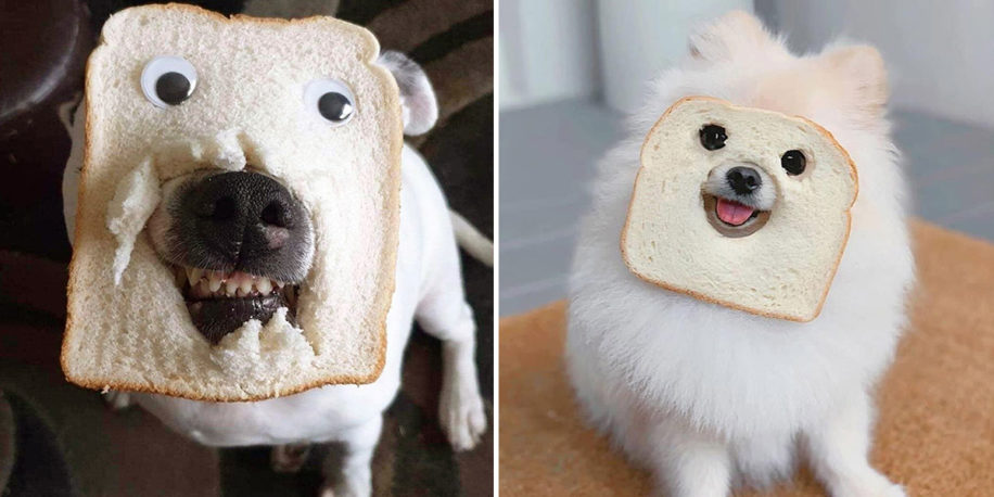 monteren ik heb nodig Gestaag Instahype du jour: je hond van een broodmasker voorzien | FavorFlav