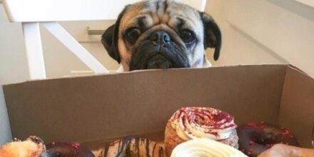 hond kijkt naar eten