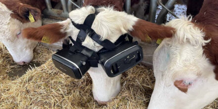 koe met VR bril