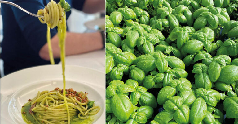 Il basilico di Pra’ is de beste basilicum ter wereld