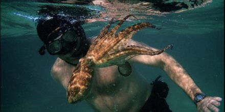 my octopus teacher