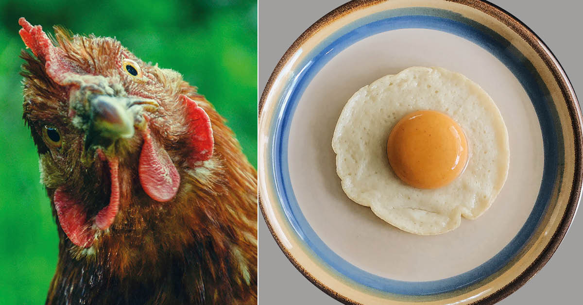 Bizarre: this fake egg is almost indistinguishable from a real egg