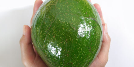 reuzen avocado
