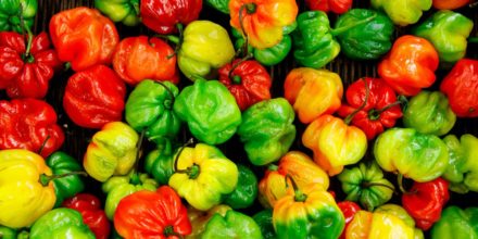 rocoto pepers