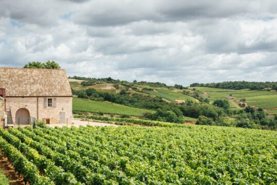 Wijngaarden Bourgogne