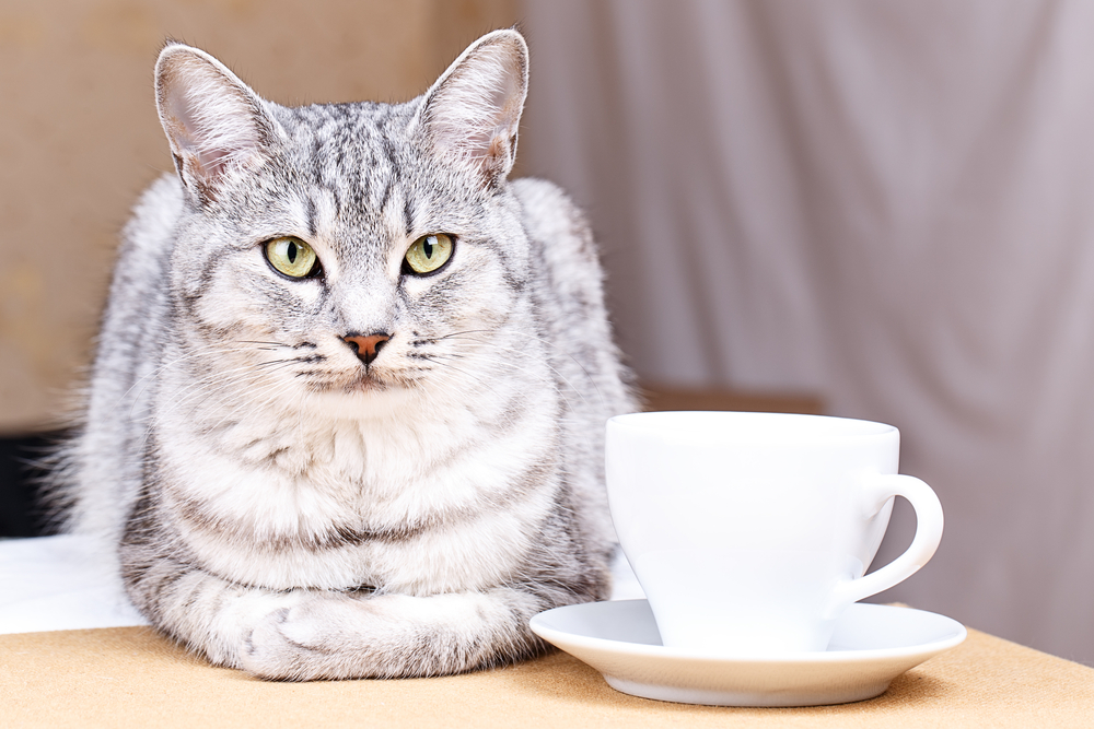 Nieuw: kattencafé in | FavorFlav
