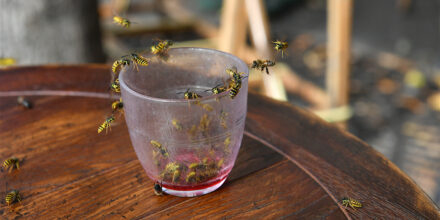 wespen glas limonade